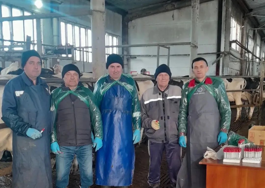 Ветеринарные специалисты Алькеевского района проводят плановое исследование поголовья в АО «Красный Восток Агро»